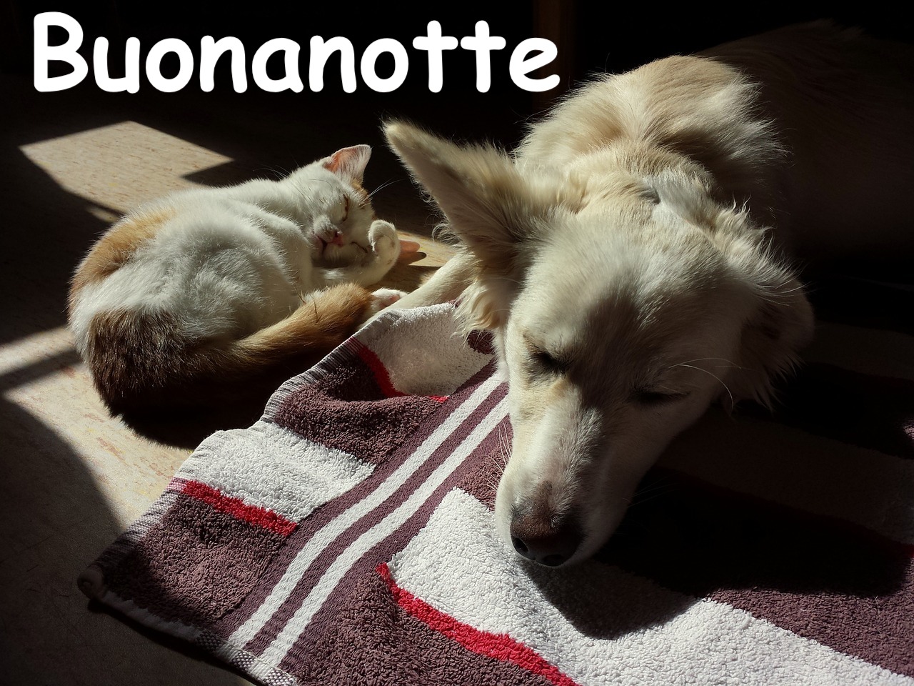 una foto in penombra di un cane su asciugamano e gattino  che dorme sul pavimento